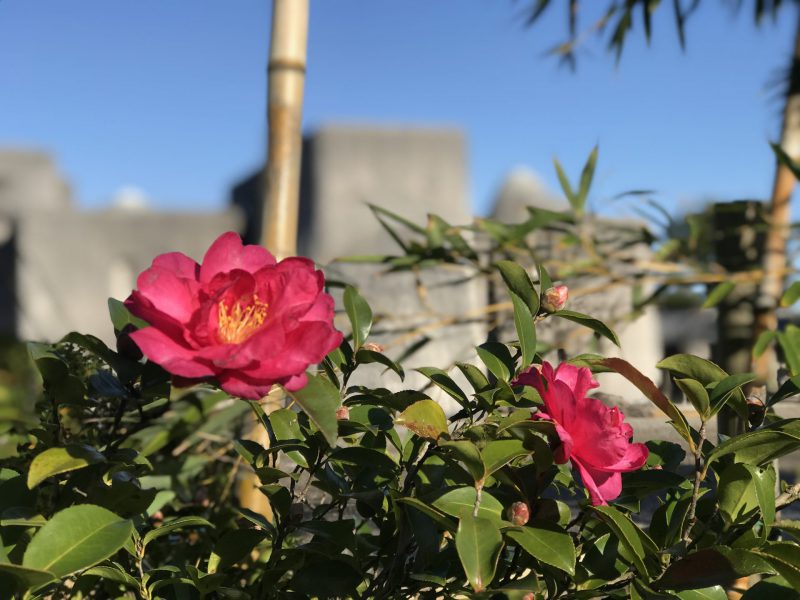 糸魚川定期観光バス 翡翠散歩 翡翠園 玉翠園 谷村美術館